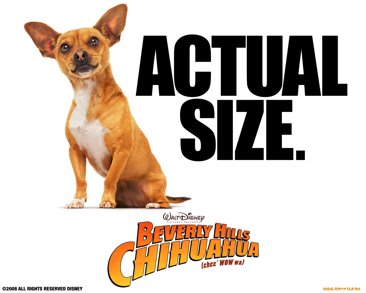 beverly, hills, chihuahua, , 